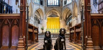 Labradors were taken to serve in Tewkesbury Abbey (9 photos)