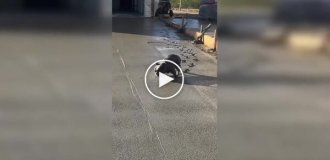 Щенок прогулялся по свежему бетону
