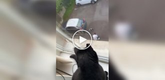 A cat saw its owner stroking another