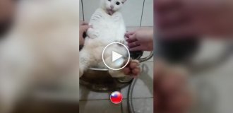 Cooking soup with a cat