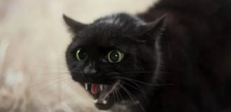 22 кусачих котика, которые решили возглавить домашнюю иерархию (23 фото)