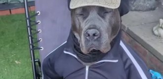 Changes clothes and makes money: a dog successfully "pretends" to be a person (5 photos + 1 video)