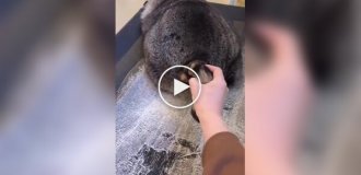 Самый толстый енот в мире живет в китайском приюте