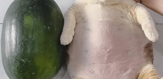 Забавные фотографии из серии "Что здесь происходит?" (20 фото)