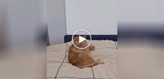 У кота выдалось недоброе утро