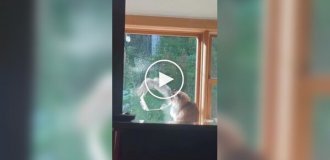 A cat witnessed a squirrel fiasco