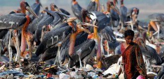 Marabou: Angels of Sewage (16 photos)