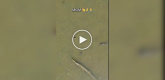 Не стоило подплывать так близко к малышам