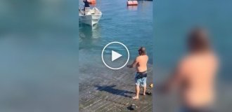 In Mexico, a drunk tourist tried to fight a sea lion