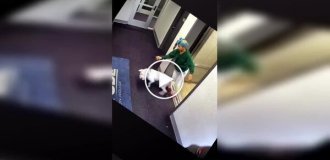 Когда встреча с другой собакой превращается в борьбу за жизнь