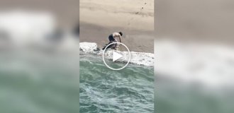 Рыбак помог акуле, запутавшейся в леске, вернуться на глубину