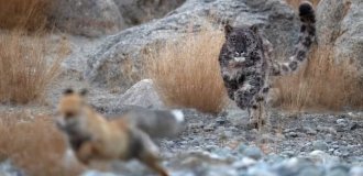 Дистанція злякання: коли звір розуміє, що час робити ноги? (7 фото)