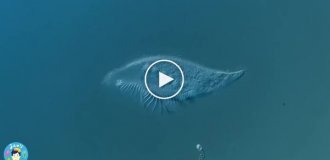 Как умирает одноклеточный организм