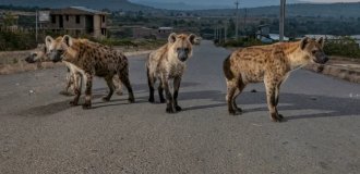 5 фактов, которые меняют представление о гиенах (16 фото)
