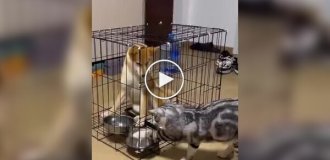 Животные (короткие видео). Выпуск 84