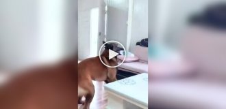 Бельгійські малинуа в дії