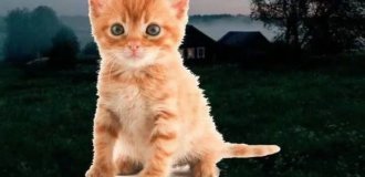 Лучшие шутки и мемы из Сети. Выпуск 701 (80 картинок)