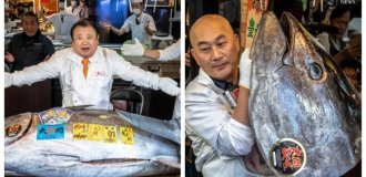 Giant tuna sold for a record price Japanese market price (2 photos + 1 video)