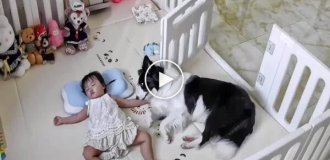 Пес завладел спальным местом девочки