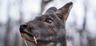 Кабарга: що це за чарівний мускус, через який погані люди виводять звіра? (11 фото)