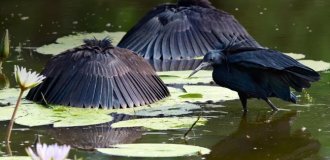 Umbrella bird: how a black heron turns its wings into a fish trap (9 photos)