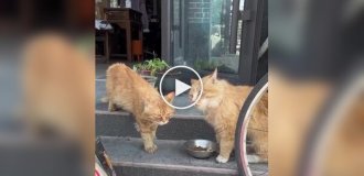 Несостоявшаяся битва котиков за корм