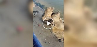 Драка двух тюленей