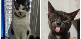 20 фотографий, демонстрирующих выдающиеся проделки и тайные мысли котиков (21 фото)