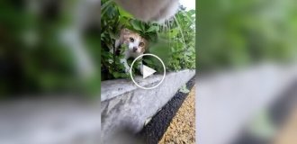 Кот вышел на прогулку