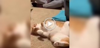 Кот «подставил» спящую кошку мышкой