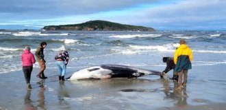Редчайшего кита выбросило на пляж Новой Зеландии (3 фото + 1 видео)