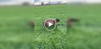 Женщина не проехала мимо и спасла беспомощную овцу