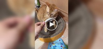 Пушистый хитрец