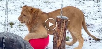 A lion cub plays with a ball