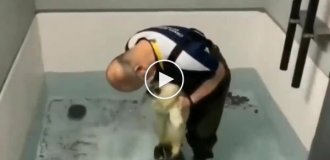 A seal learns to swim