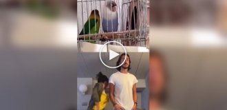 Пара повторила танец двух попугай