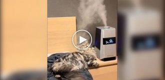 Кот и увлажнитель воздуха