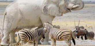 Слони-привиди: білі, дивні і дуже рідкісні (8 фото)