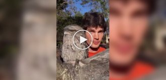 Димчастий жаб - найдивніший птах Австралії