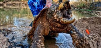 The rivers of Europe are being captured by the most dangerous turtle in the United States, “Death Trap,” weighing up to 130 kg (8 photos + 1 video)