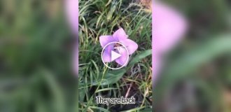 How bees sleep