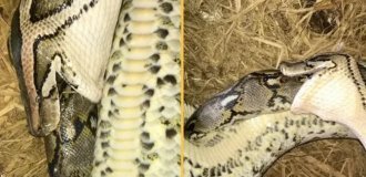 Scientists filmed two of the largest snakes in the world hunting each other (3 photos)