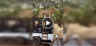 Під час сафарі в Сенегалі лев забрався на дах машини і помочився на туристів