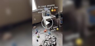 Лиса радуется возвращению хозяина