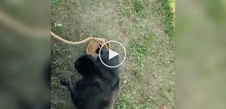 A monkey returned glasses that fell into its enclosure