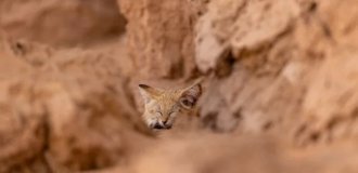 Барханные коты — одни из самых неуловимых диких кошек на нашей планете (7 фото + видео)
