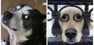 30 doses of joy that dogs are capable of Give a gift while just doing your dog business (31 photos)