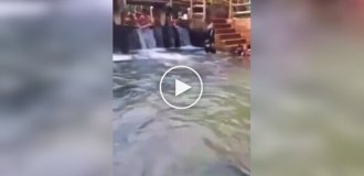 В Бразилии из бассейна вытащили пятиметровую анаконду