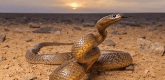 Why the World's Most Venomous Snake Has Never Killed a Single Person (7 photos)