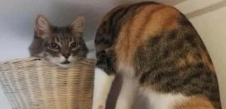22 фото, на которые придется посмотреть дважды, чтобы понять, что происходит (23 фото)